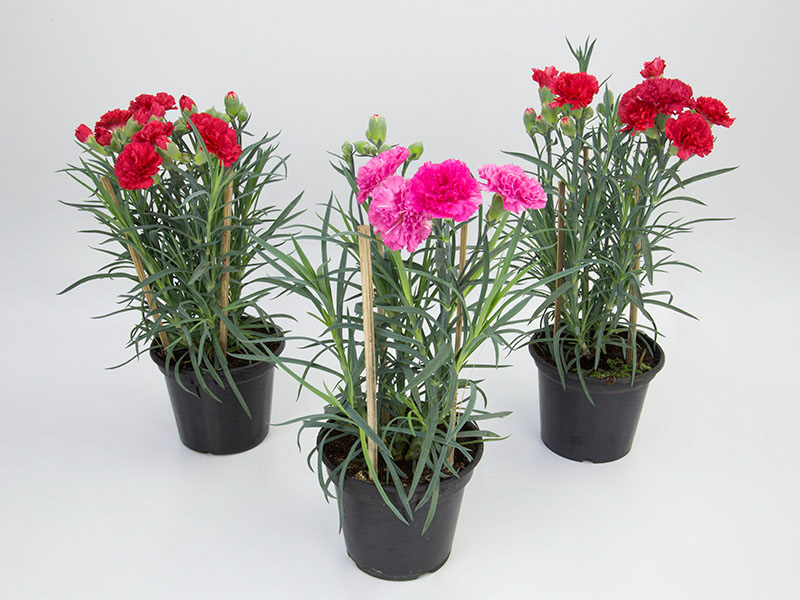 A Arte da Rega: Equilíbrio é Tudo para Evitar Problemas - inspiração 2