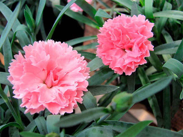 Adubação Estratégica: Alimentando Seus Cravos para Flores Exuberantes - inspiração 1