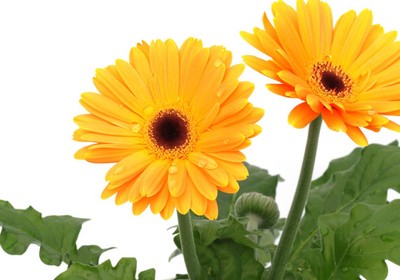 Temperatura e Pragas: Protegendo sua Gérbera o Ano Todo