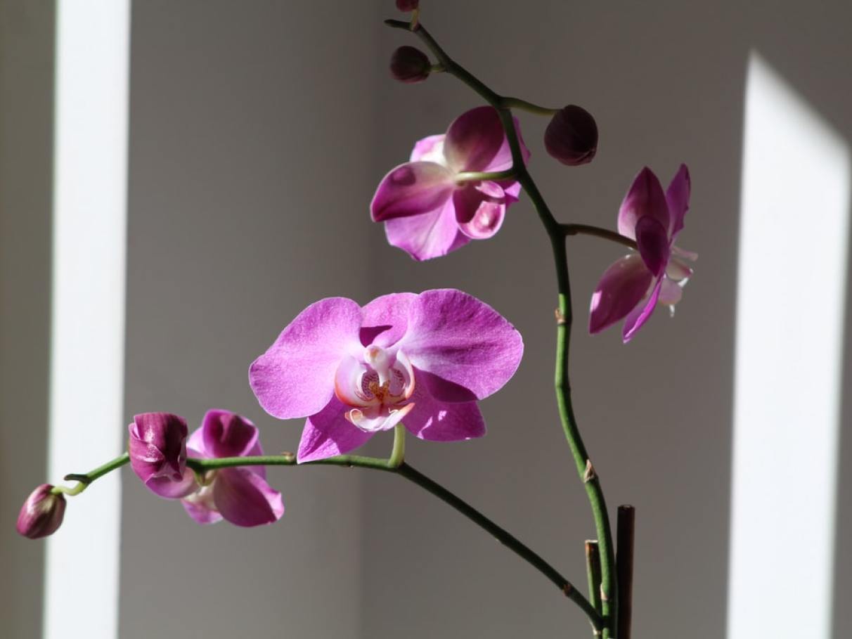 Rega e Umidade: A Água Perfeita para Florescer