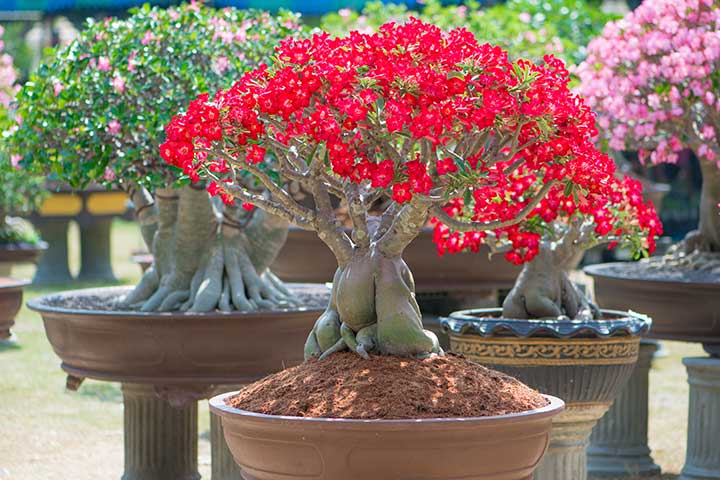 Entendendo o Caudex: A Base de Tudo - inspiração 1