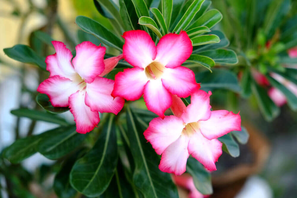 Identificando e Corrigindo Problemas Comuns - inspiração 1