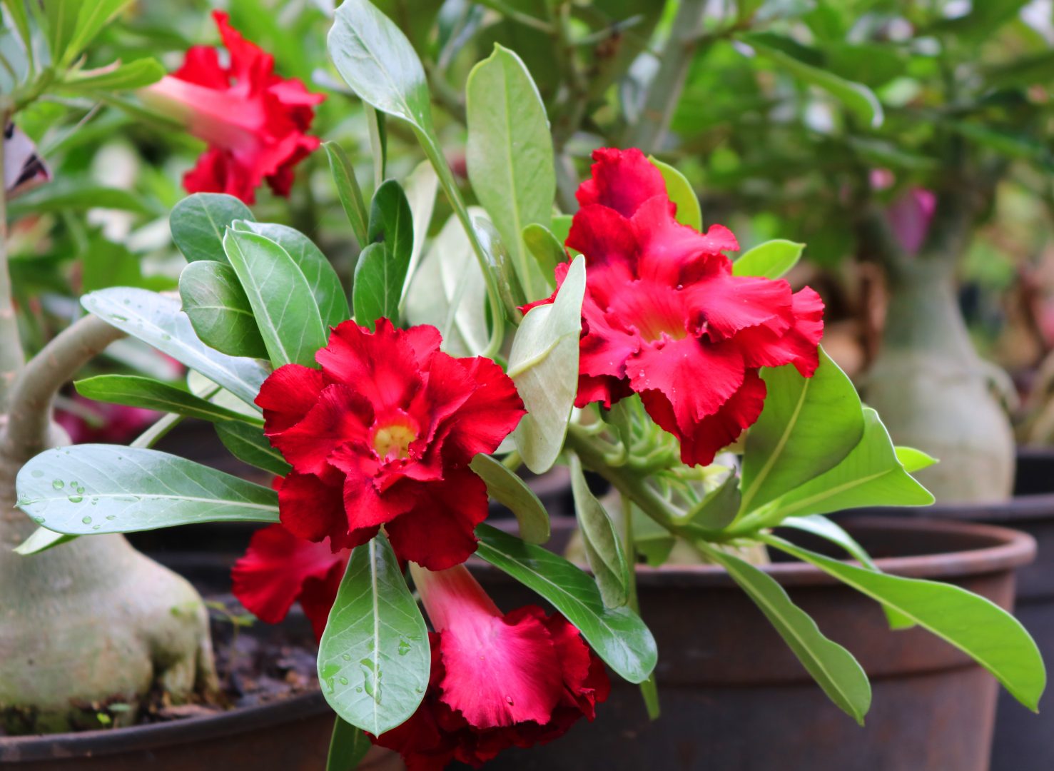 Adubação Estratégica: Nutrição para Floração - inspiração 1