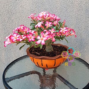 Replantio e Cuidados com o Vaso - inspiração 1