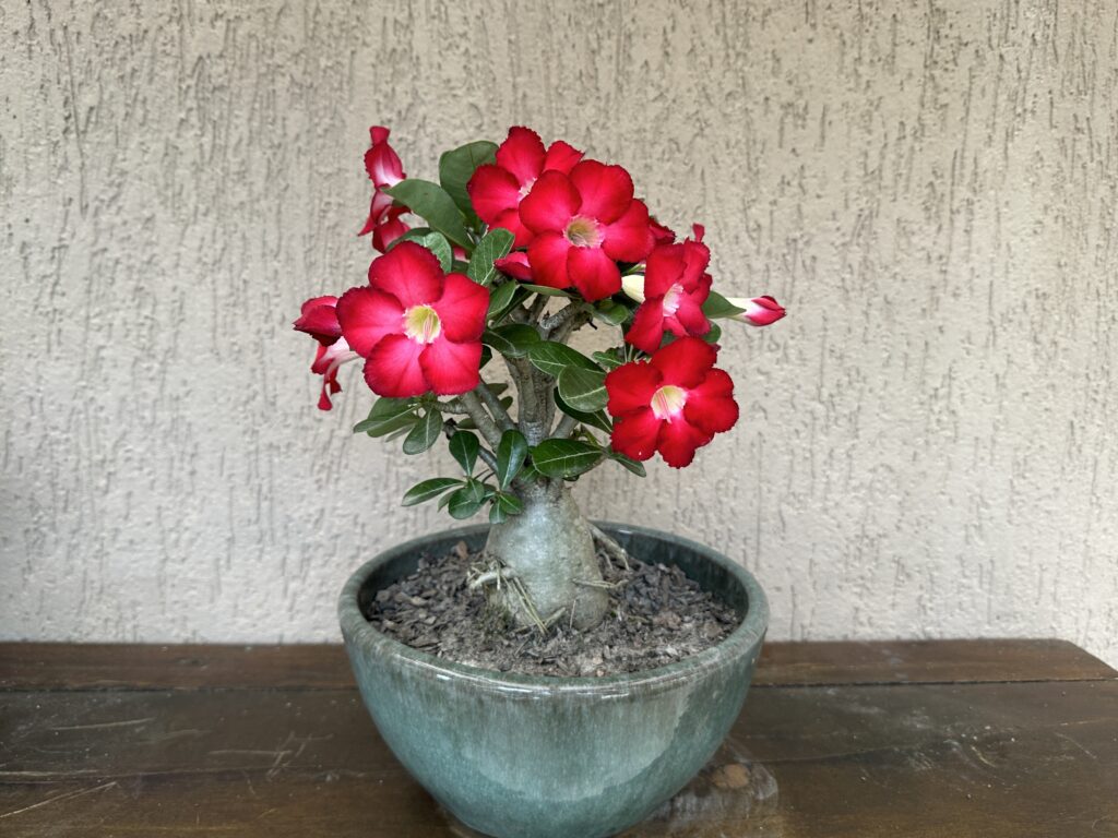 Controle de Pragas e Doenças: Prevenção é o Segredo - inspiração 1