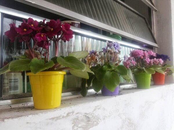 A Escolha do Vaso Ideal: Respirabilidade e Drenagem em Primeiro Lugar - inspiração 2