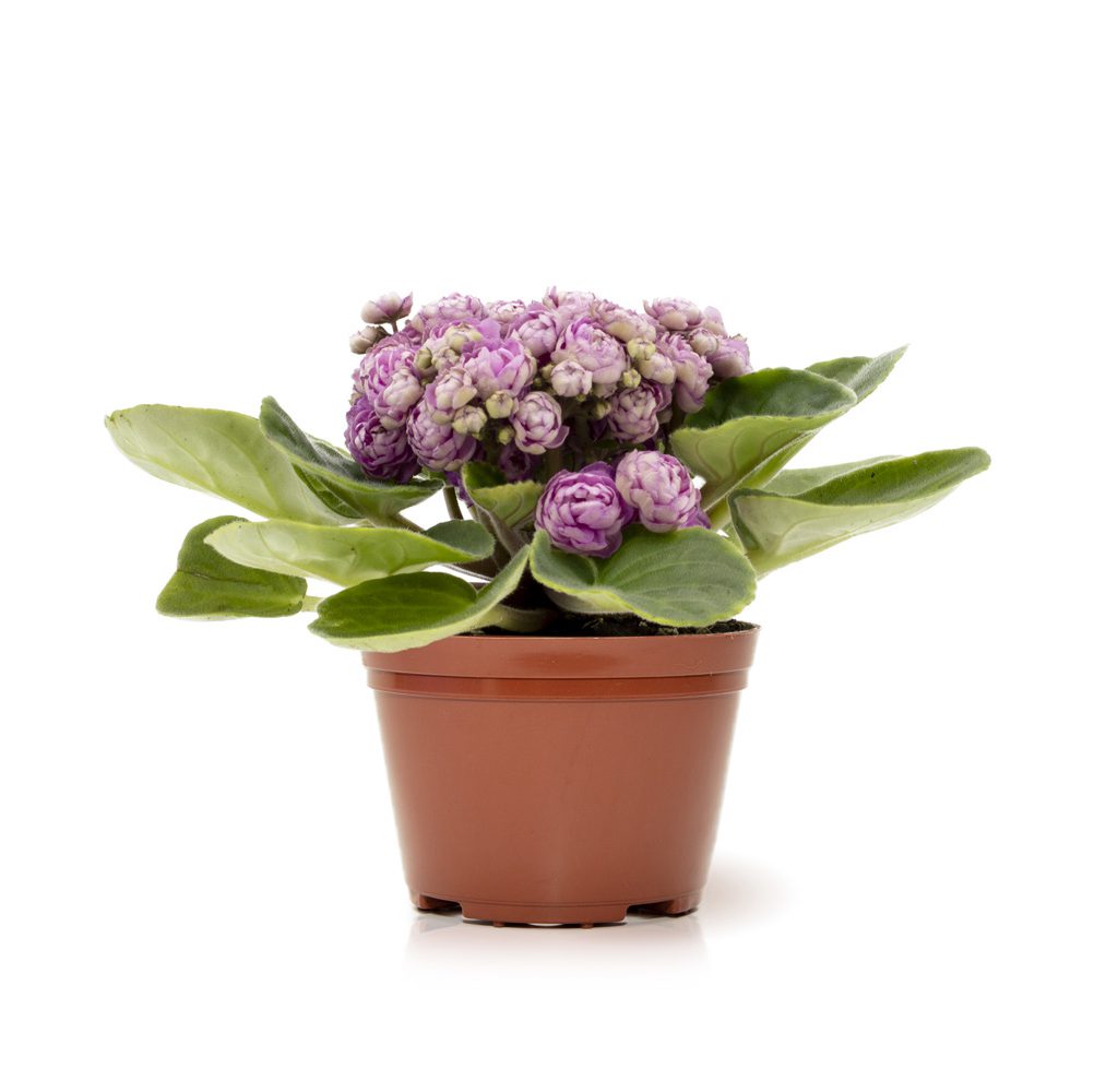 Propagação Simples: Multiplicando a Beleza das suas Flores - inspiração 1