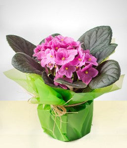 Propagação Simples: Multiplicando a Beleza das suas Flores - inspiração 2