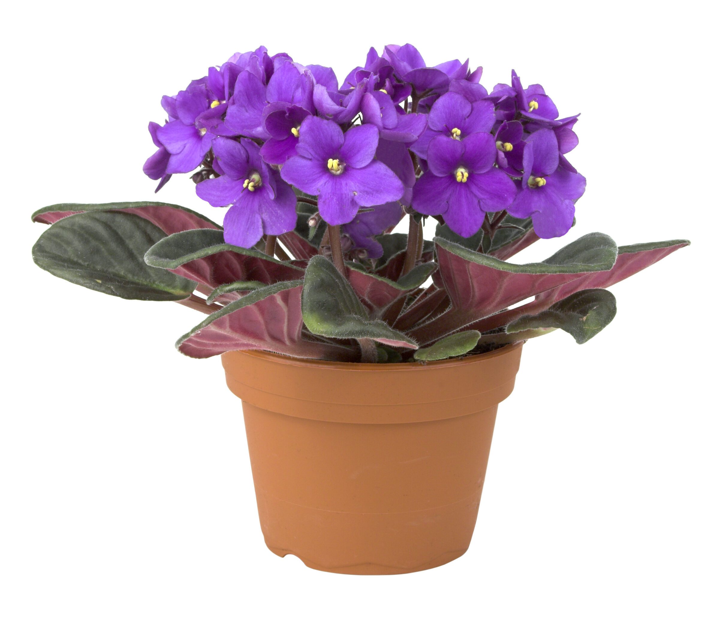 Luz na Medida Certa: O Equilíbrio Ideal para Florescer - inspiração 1