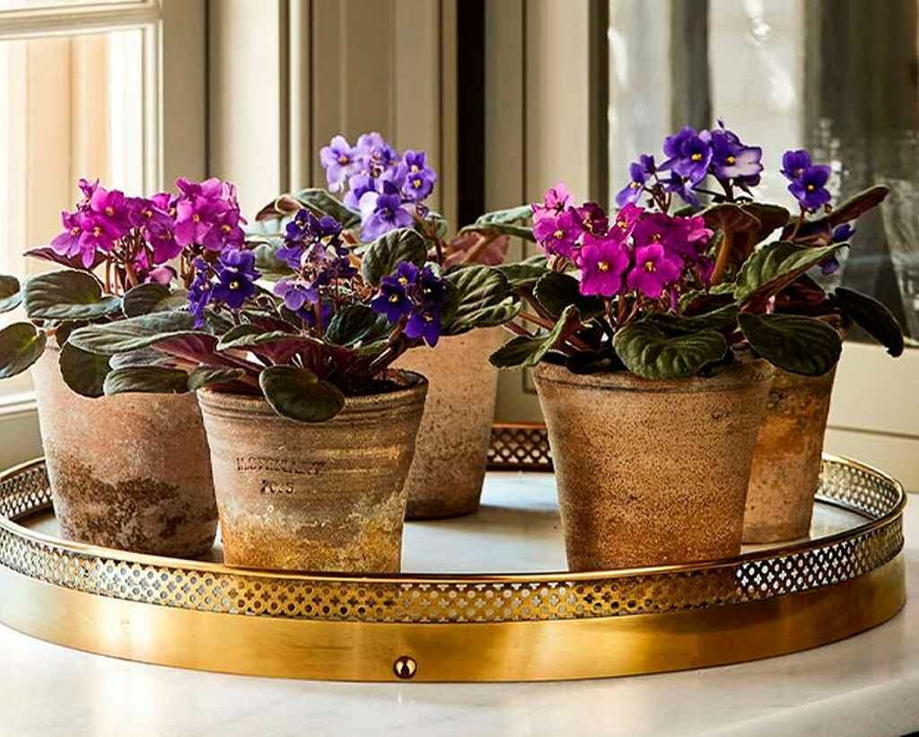 Luz na Medida Certa: O Equilíbrio Ideal para Florescer - inspiração 2