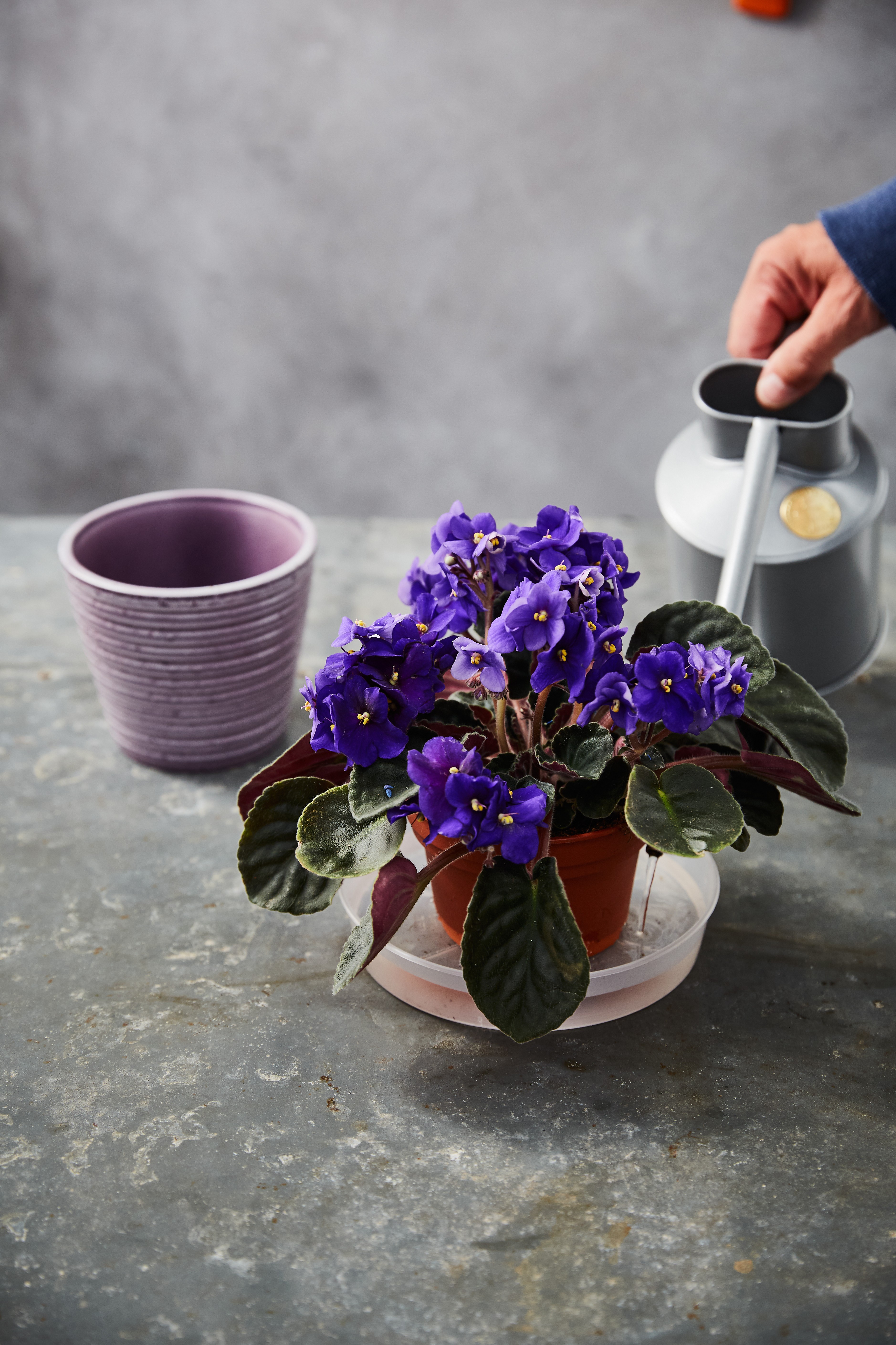 Poda e Limpeza: Estimulando o Crescimento e a Sanidade - inspiração 1