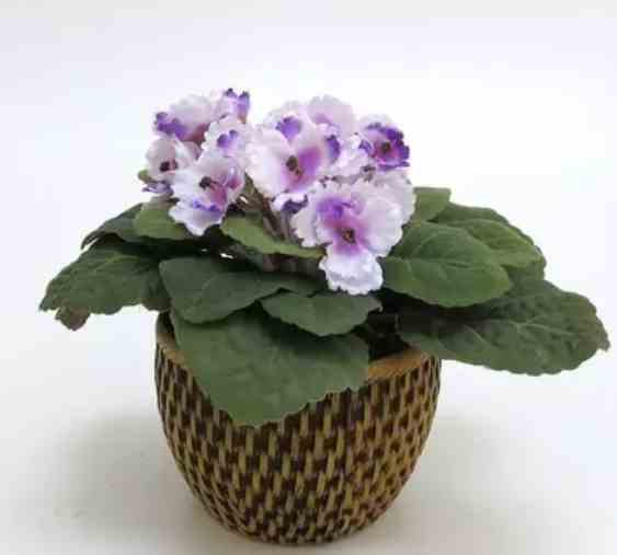 Identificando Pragas e Doenças: Ação Rápida para Proteger suas Violetas - inspiração 1