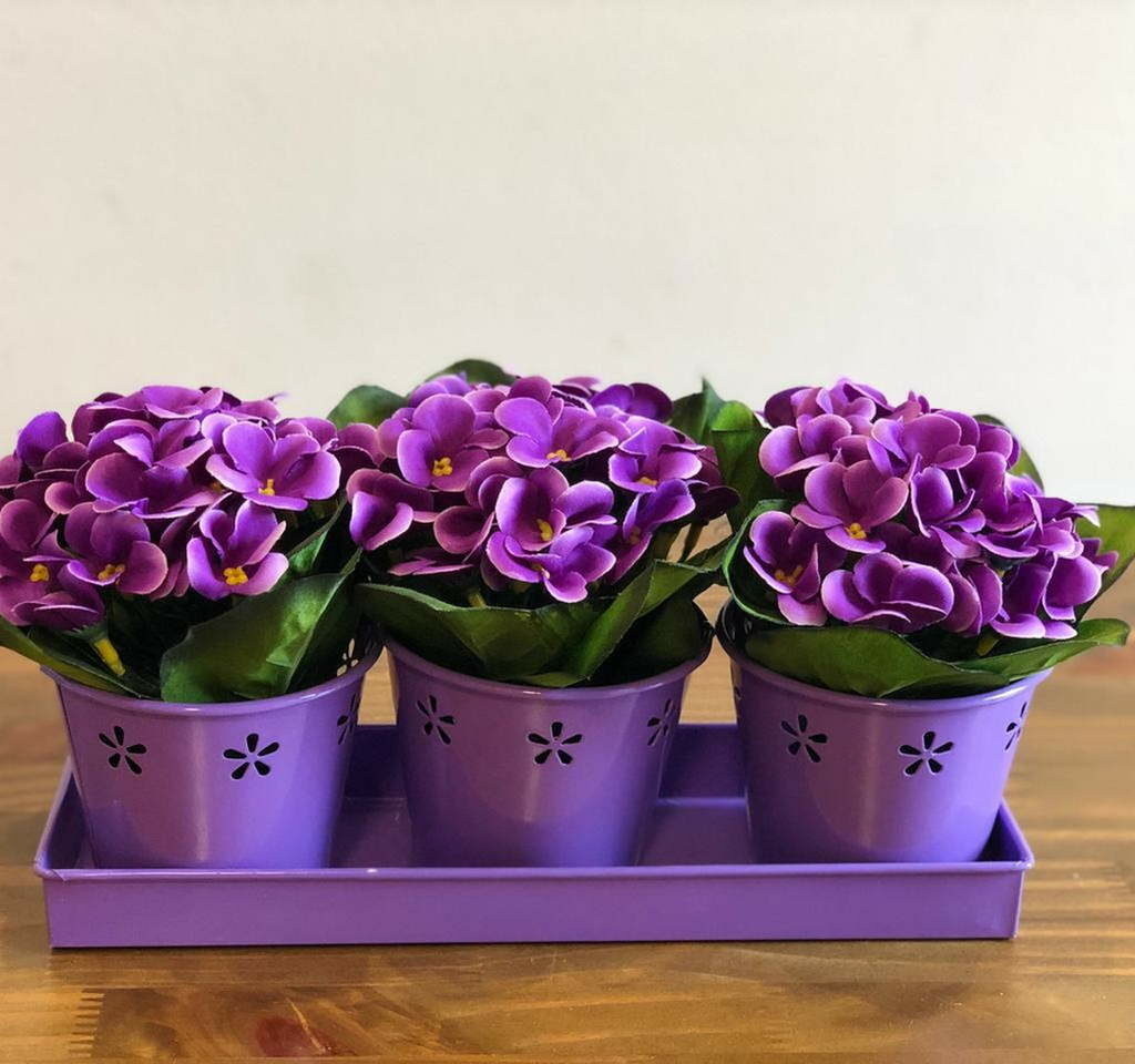 Replantio Consciente: Dando Novo Fôlego à sua Violeta - inspiração 2