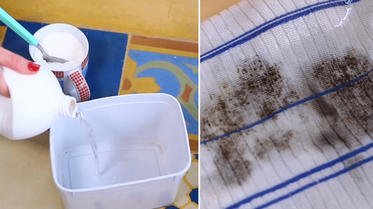 Identificação do Mofo em Roupas Coloridas - inspiração 1