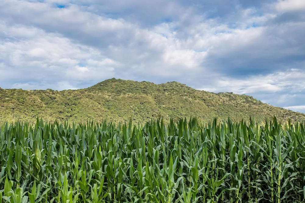 Como a CONAB Monitora e Analisa as Safras Nacionais - inspiração 1