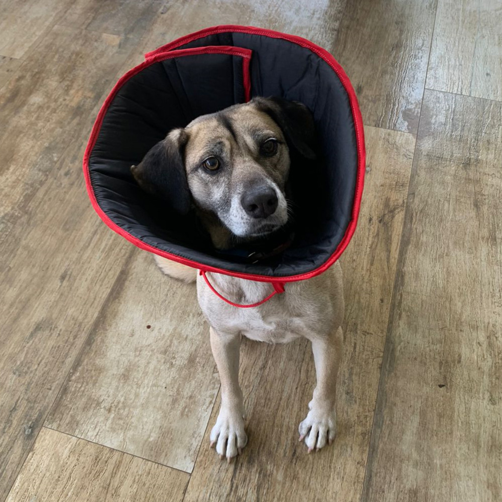 Escolhendo o Tamanho Certo e Acostumando Seu Pet ao Cone: Dicas Práticas