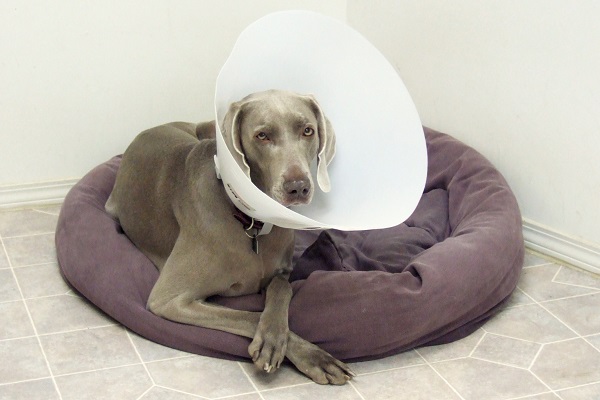 Cuidando do Seu Pet com o Cone: Alimentação, Sono e Rotina Diária