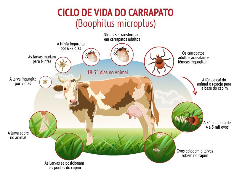 Identificando os Inimigos: Conheça os Tipos Mais Comuns de Carrapatos - inspiração 1