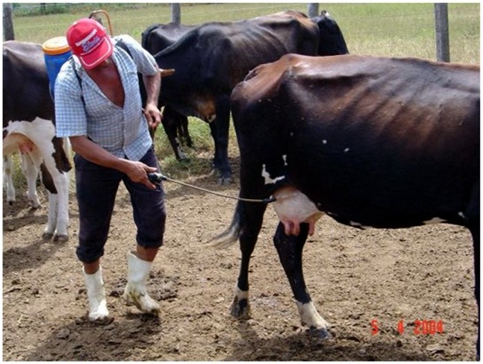 Produtos de Controle: Escolhendo o Melhor para Seus Pets - inspiração 2