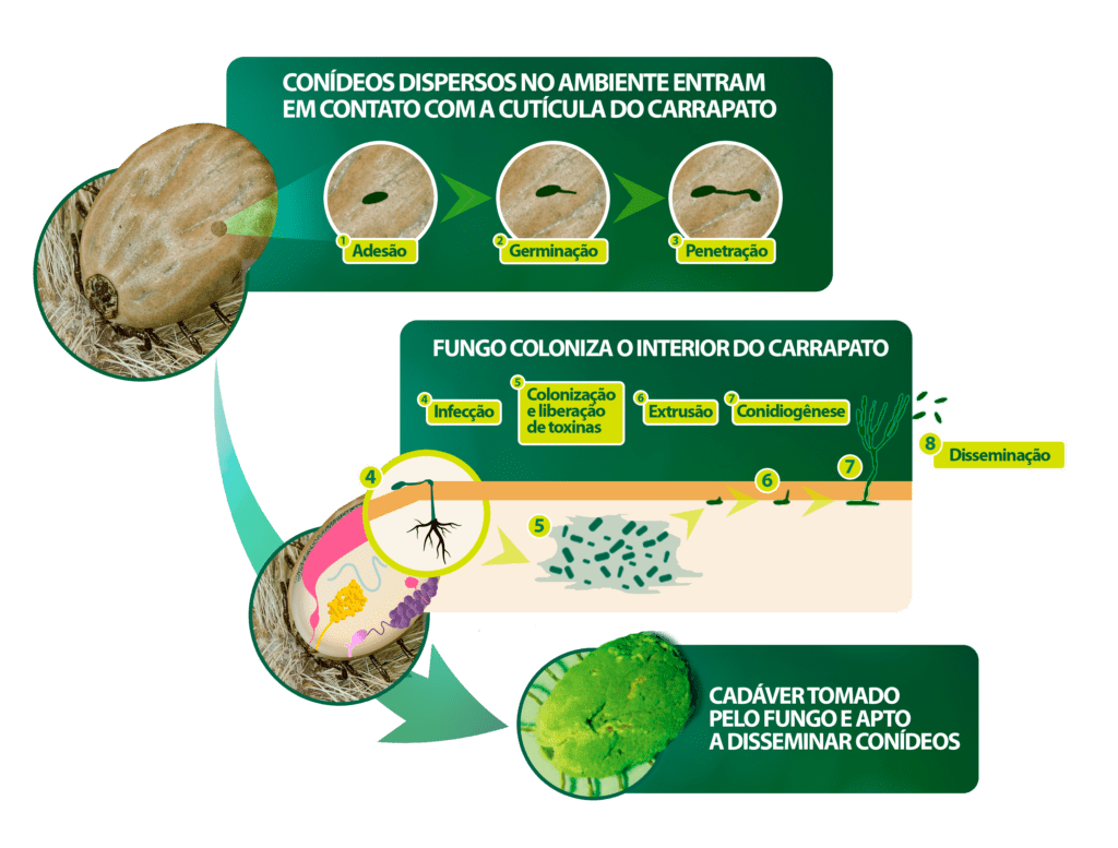 Higienização do Ambiente: Lavagem e Aspiração que Fazem a Diferença - inspiração 2