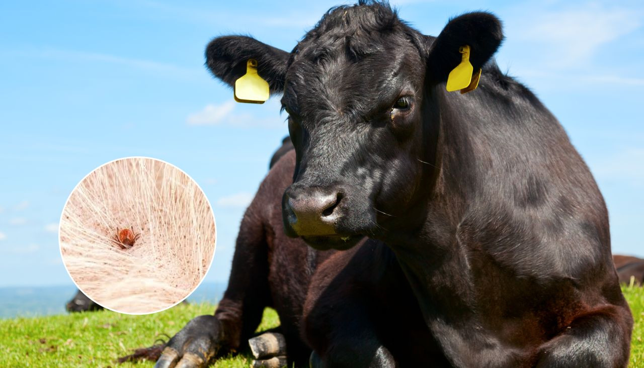 Controle no Jardim: Mantenha os Carrapatos Longe do Seu Quintal - inspiração 2