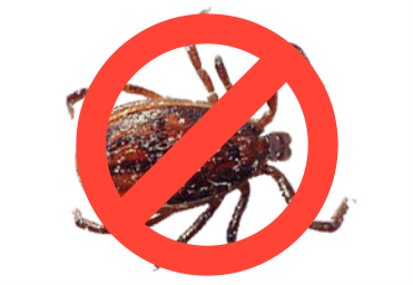 Sinais de Infestação: Quando Chamar um Profissional - inspiração 2