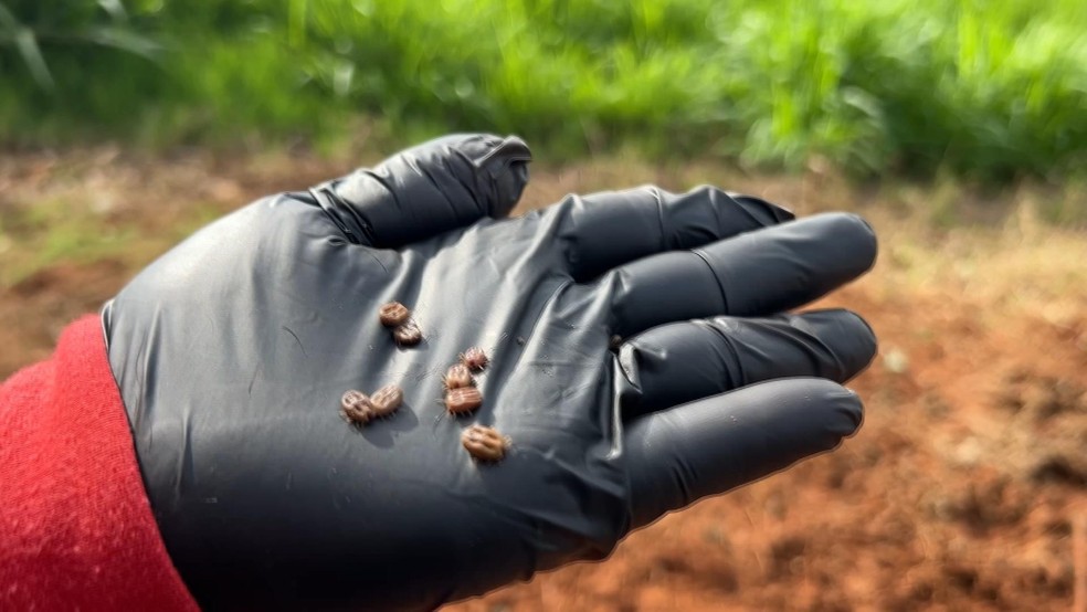 Prevenção Contínua: Rotina Essencial para Evitar Retornos - inspiração 1