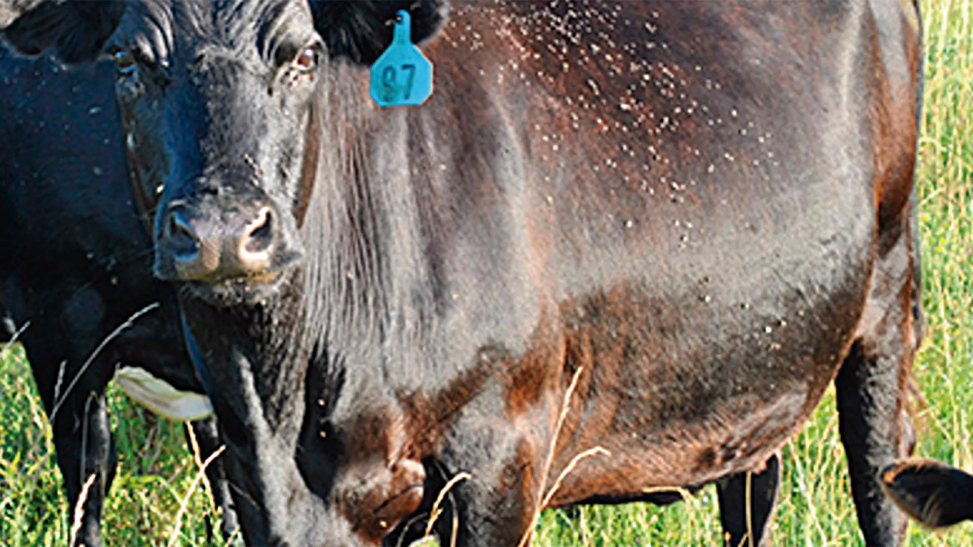 Monitoramento Constante: A Primeira Linha de Defesa - inspiração 2