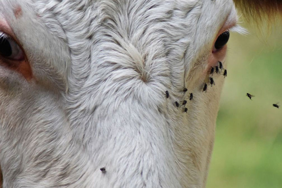 Quando Procurar Ajuda Profissional: Veterinários e Consultores - inspiração 1