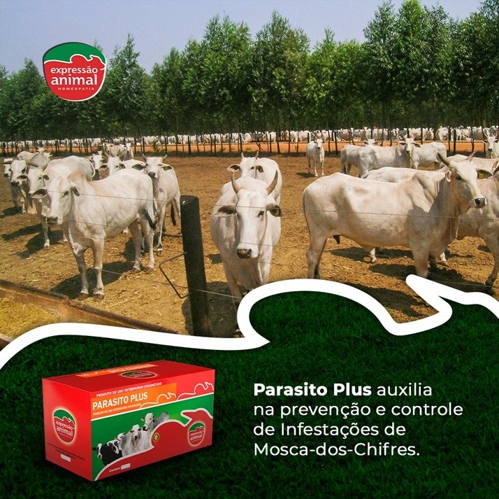 Quando Procurar Ajuda Profissional: Veterinários e Consultores - inspiração 2