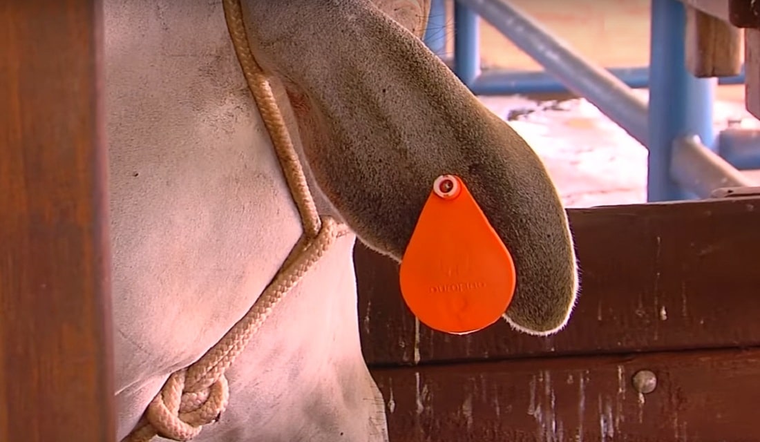 Deltametrina e Cipermetrina: Conhecendo os Inseticidas - inspiração 1