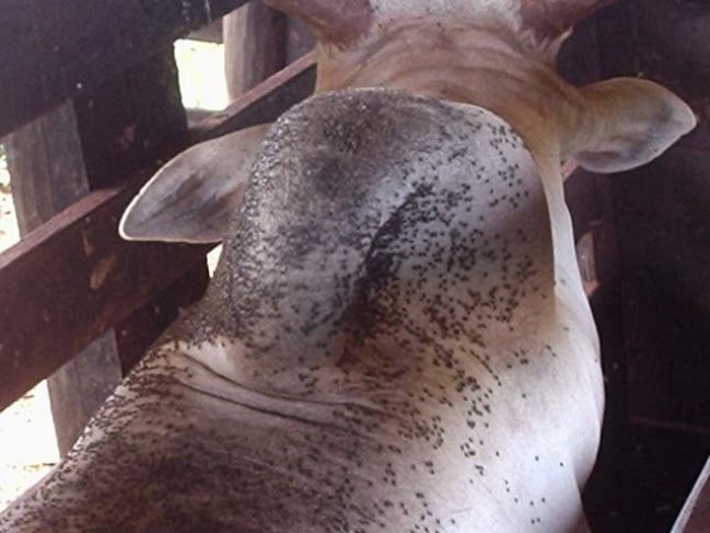 Pour-on e Sprays: Aplicações Diretas e Eficientes - inspiração 1