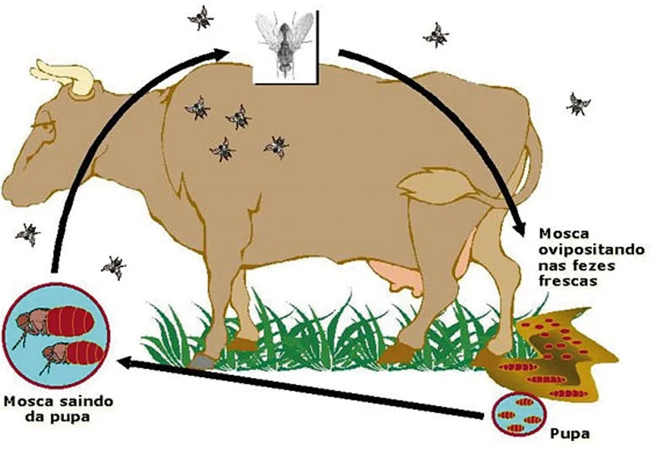 Brincos de Controle Biológico: A Tecnologia a Seu Favor - inspiração 1