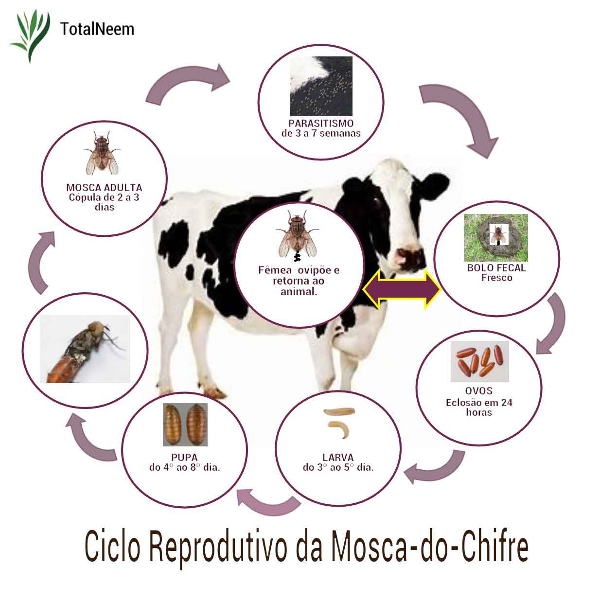 Pastagem e Rotação: Manejo Integrado para Reduzir Infestações - inspiração 1