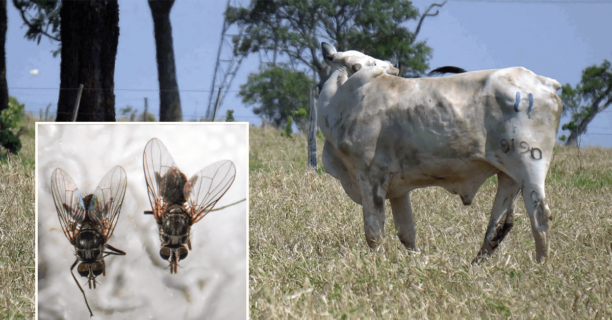 Prevenção em Novilhas e Bezerros: Cuidados Específicos - inspiração 2