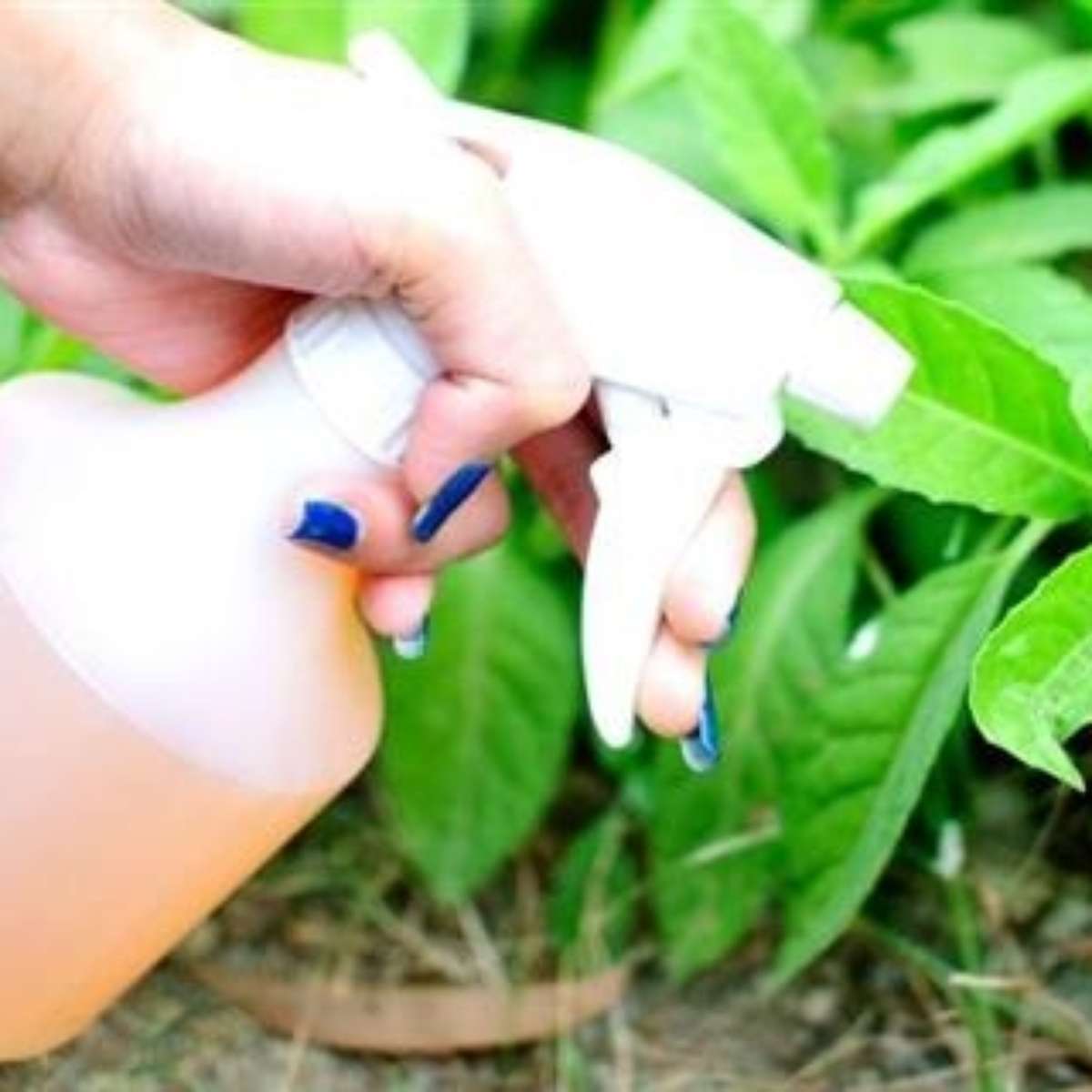 Desvendando o Controle de Pragas Orgânico: Por Que Vale a Pena?