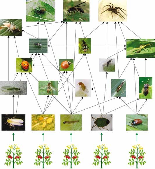 O Poder da Natureza: Controle Biológico na Sua Mão
