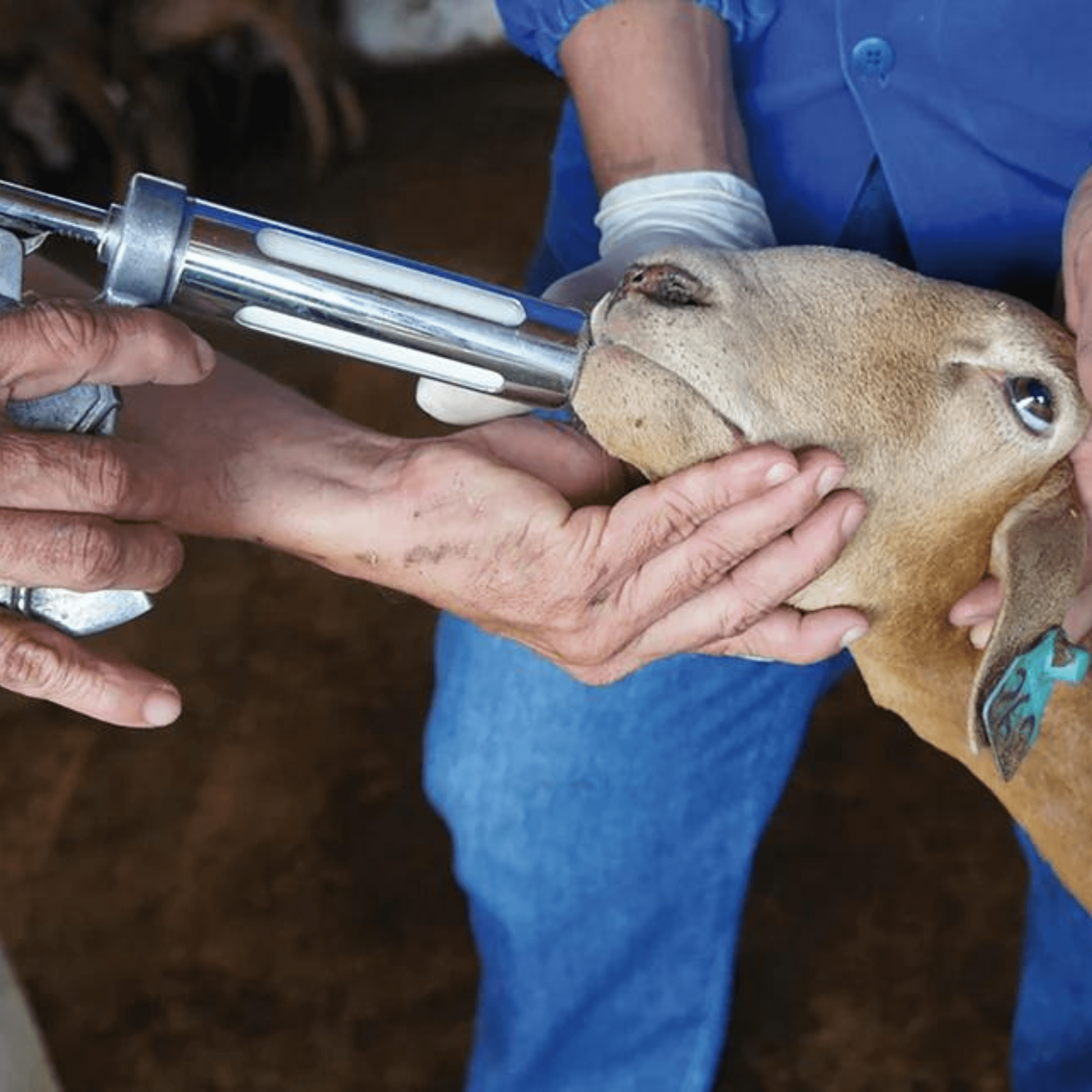 Identificando os principais parasitas que afetam seus ovinos - inspiração 1