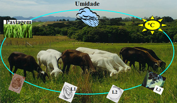 Prevenção em cada fase: cuidados com cordeiros, ovelhas e reprodutores - inspiração 1