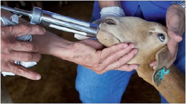 Entendendo o ciclo de vida dos vermes e como ele interfere na saúde do rebanho - inspiração 1