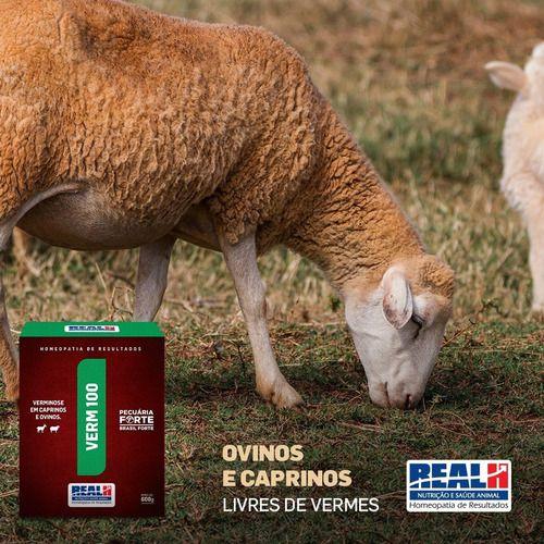 Sinais clínicos e diagnósticos: como saber se seus ovinos estão infestados - inspiração 1