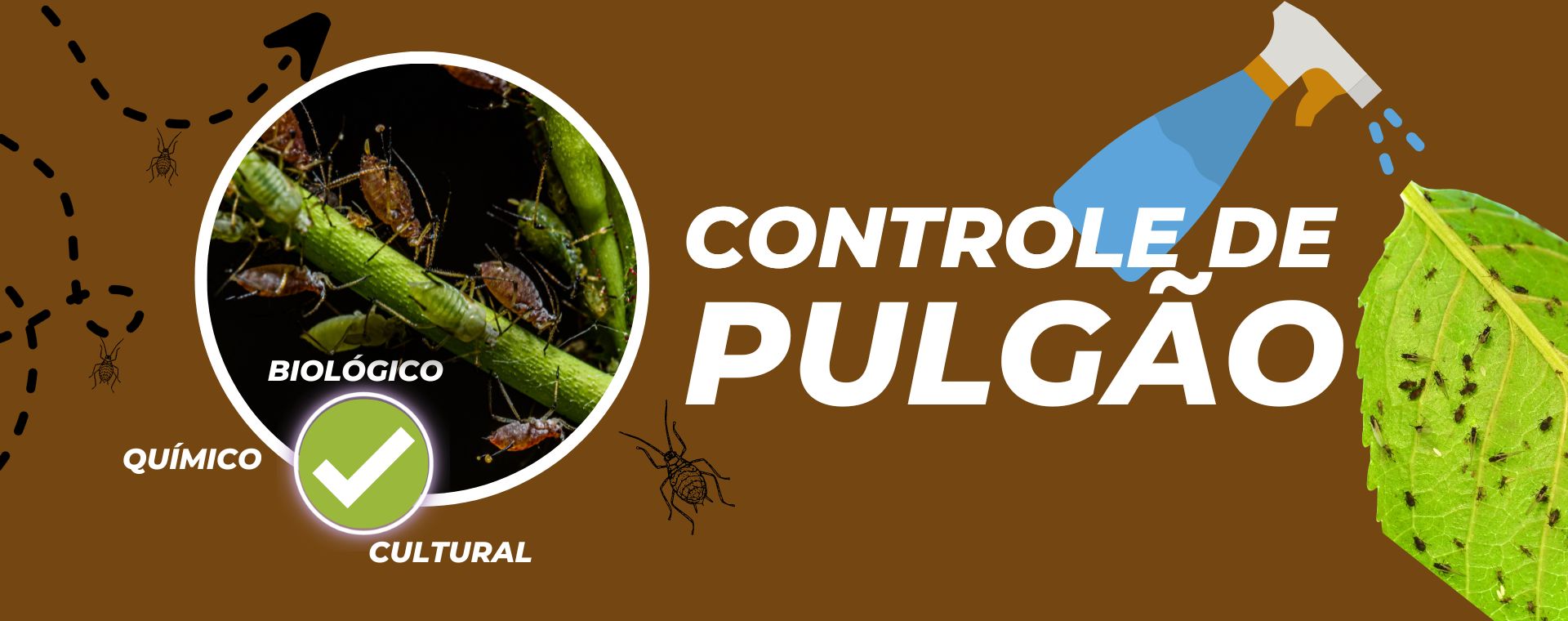 O Que São Exatamente os Pulgões e Por Que Eles São um Problema - inspiração 1