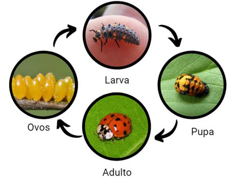 O Que São Exatamente os Pulgões e Por Que Eles São um Problema - inspiração 2