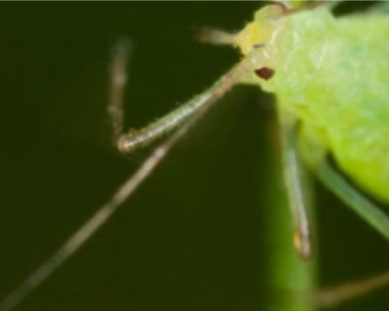 Prevenção é a Chave: Mantenha Seu Jardim Saudável e Forte - inspiração 1