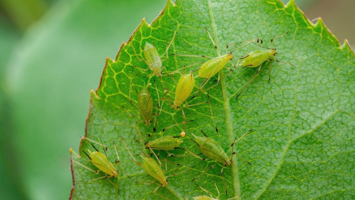 A Lavagem Simples: Seu Primeiro Aliado Contra os Pulgões - inspiração 1
