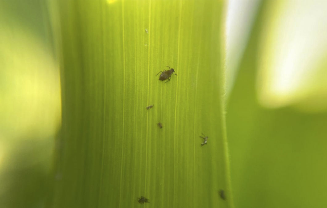 A Lavagem Simples: Seu Primeiro Aliado Contra os Pulgões - inspiração 2