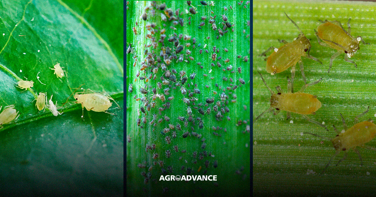 Sabão de Coco: Uma Solução Caseira Poderosa e Acessível - inspiração 1