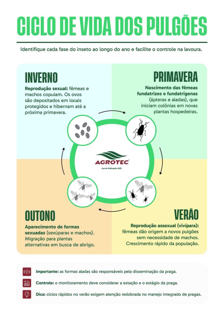Sabão de Coco: Uma Solução Caseira Poderosa e Acessível - inspiração 2
