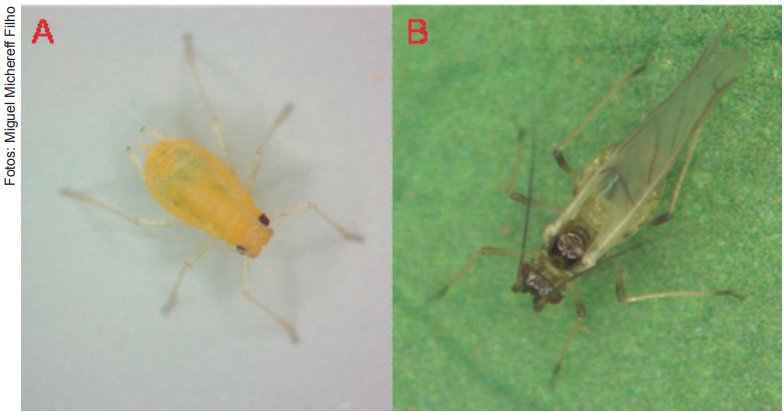 Óleo de Neem: O Inimigo Natural que os Pulgões Detestam - inspiração 1