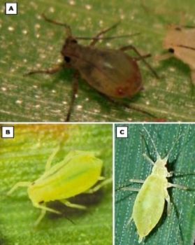 Chá de Alho e Pimenta: Um Repelente Caseiro que Funciona - inspiração 1